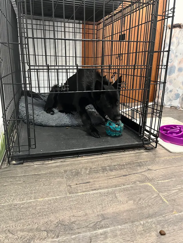 Notre Dog Academy — photo from the business 11