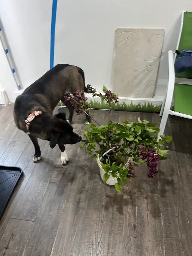 Notre Dog Academy — photo from the business 9