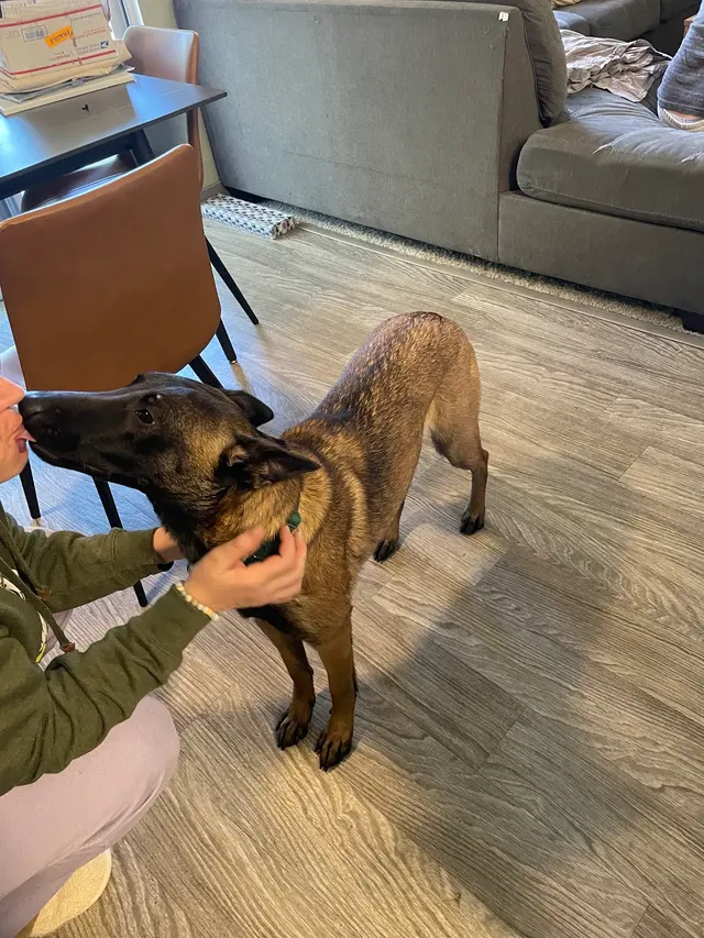 Insight K-9 Solutions LLC — customer photo 12