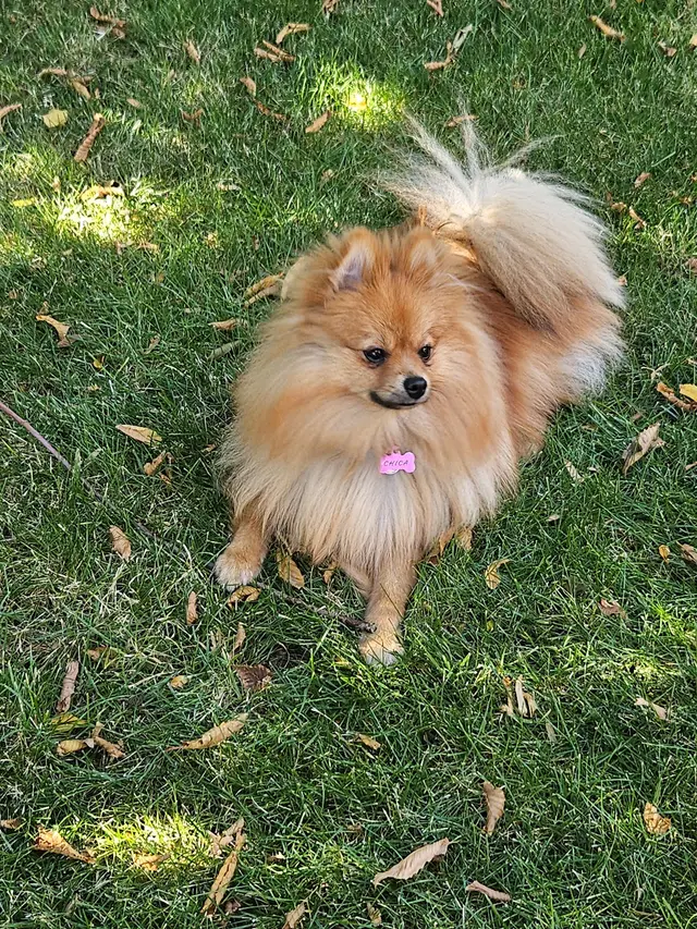 Insight K-9 Solutions LLC — customer photo 5