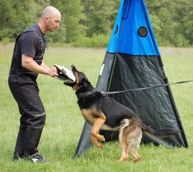 Insight K-9 Solutions LLC — photo from the business 11