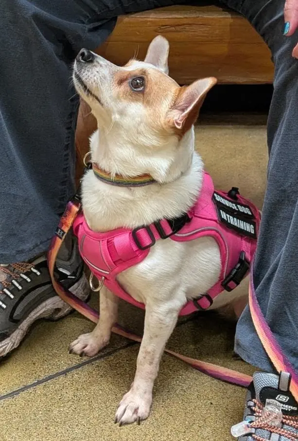 Insight K-9 Solutions LLC — customer photo 1