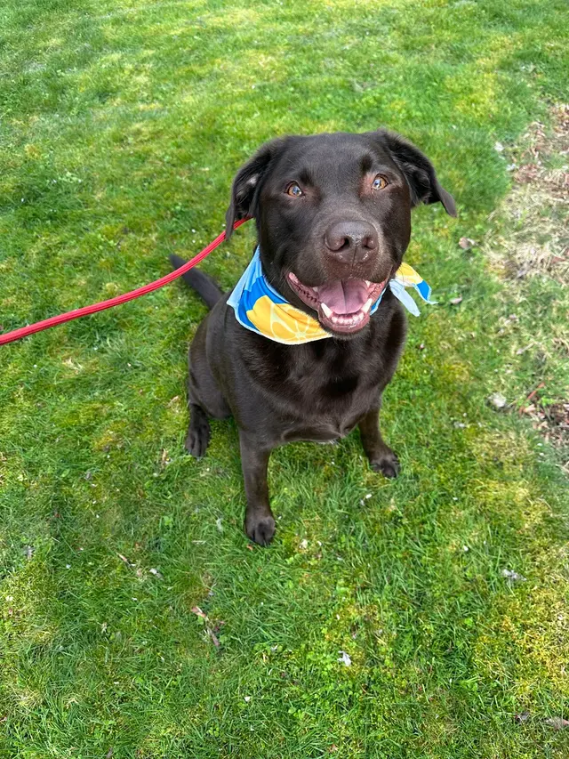 Insight K-9 Solutions LLC — customer photo 9