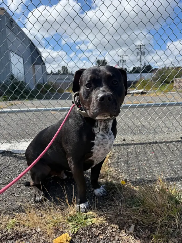 BOMBSHELL K9 Training & Boarding — customer photo 6