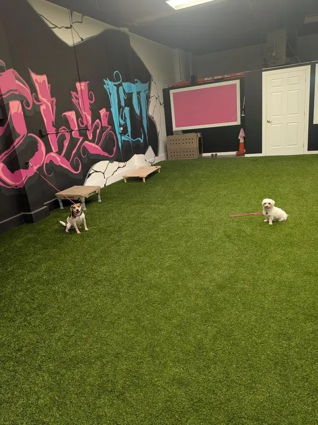 BOMBSHELL K9 Training & Boarding — photo from the business 8
