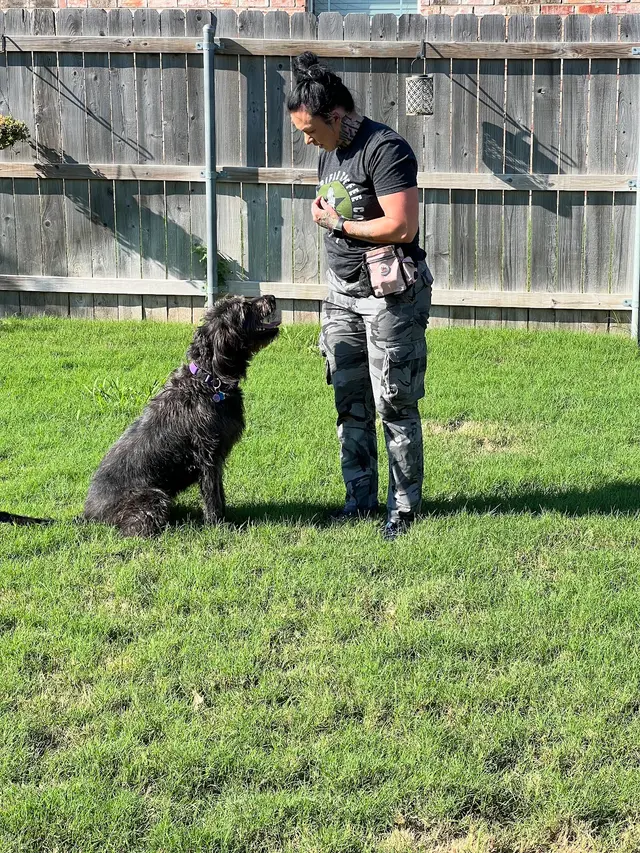 BOMBSHELL K9 Training & Boarding — photo from the business 11