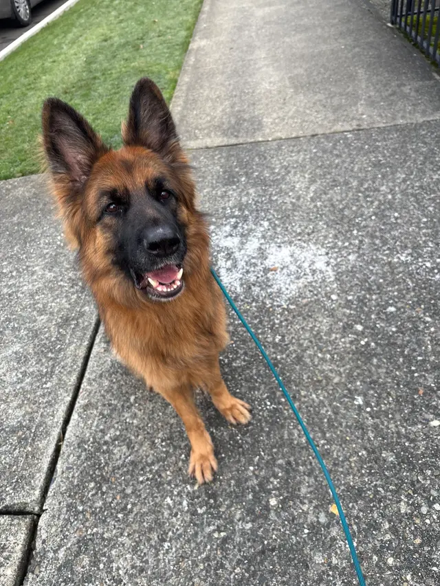 BOMBSHELL K9 Training & Boarding — customer photo 7