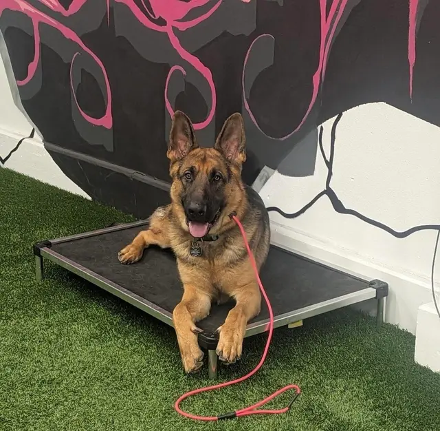 BOMBSHELL K9 Training & Boarding — customer photo 4