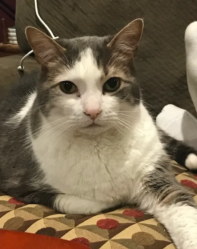 AcutePet Urgent Care — customer photo 8