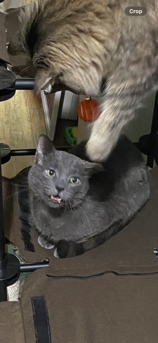 AcutePet Urgent Care — customer photo 11