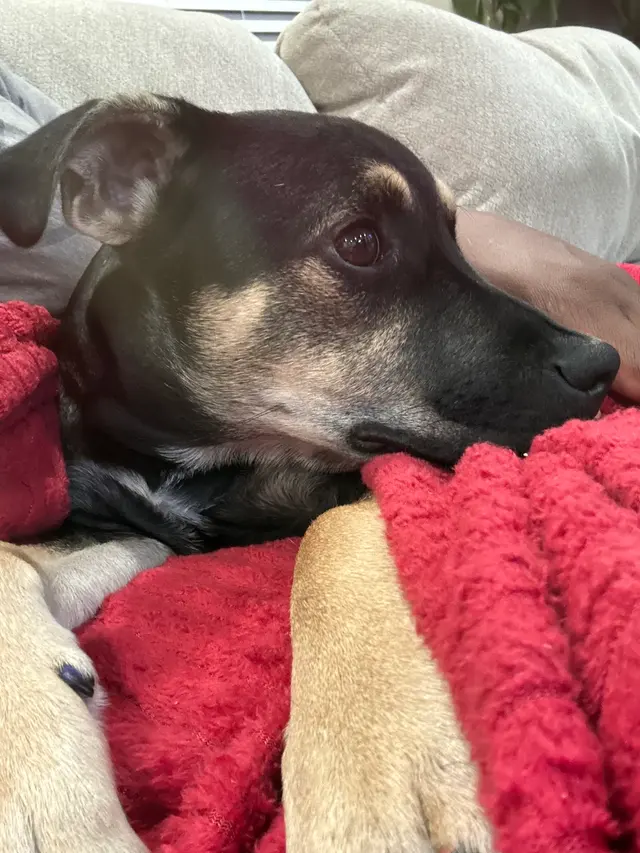 AcutePet Urgent Care — customer photo 10