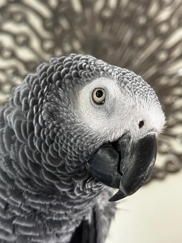 Broadview Animal & Bird Hospital — customer photo 12