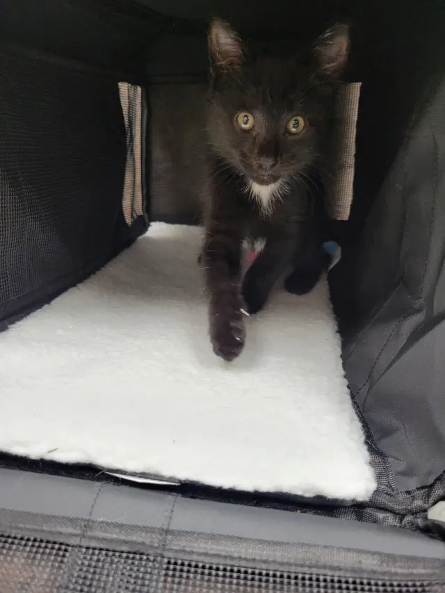 Broadview Animal & Bird Hospital — customer photo 1