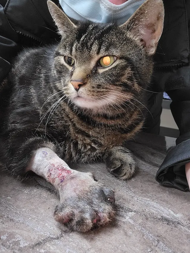 Broadview Animal & Bird Hospital — customer photo 9
