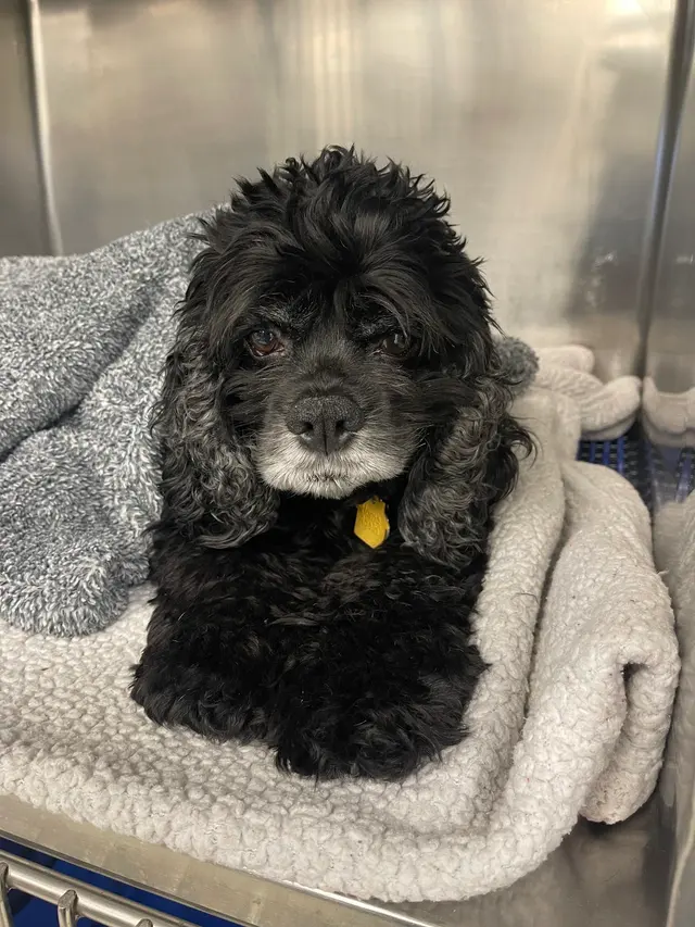 Detroit Dover Animal Hospital — customer photo 6