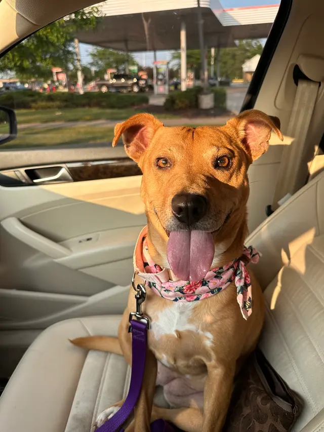 Detroit Dover Animal Hospital — customer photo 10