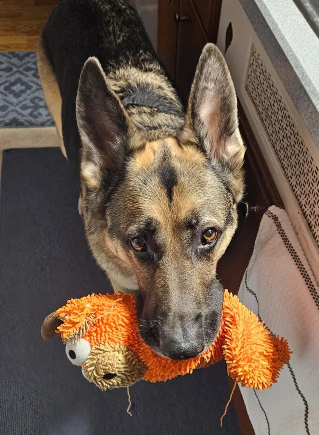 Detroit Dover Animal Hospital — customer photo 12