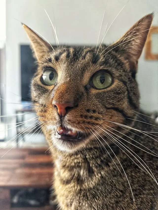 Detroit Dover Animal Hospital — customer photo 9
