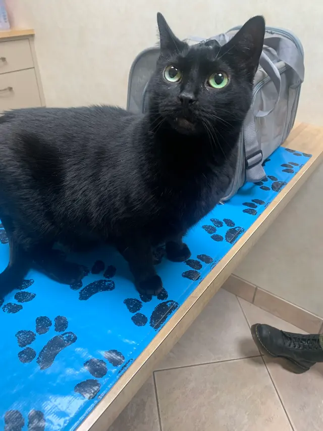 Detroit Dover Animal Hospital — customer photo 11