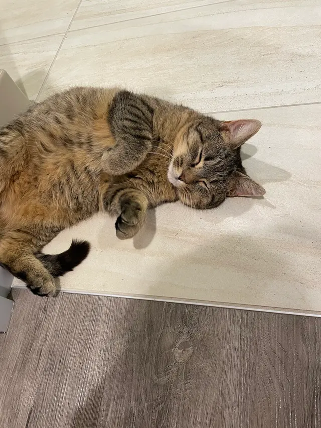 Detroit Dover Animal Hospital — customer photo 3