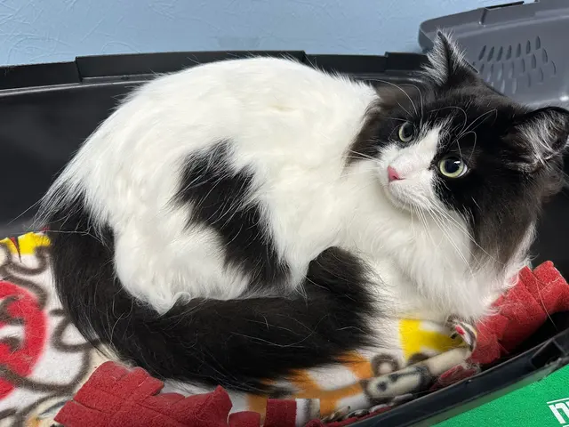 Detroit Dover Animal Hospital — customer photo 8