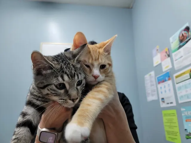 Kentown Animal Hospital — photo from the business 1
