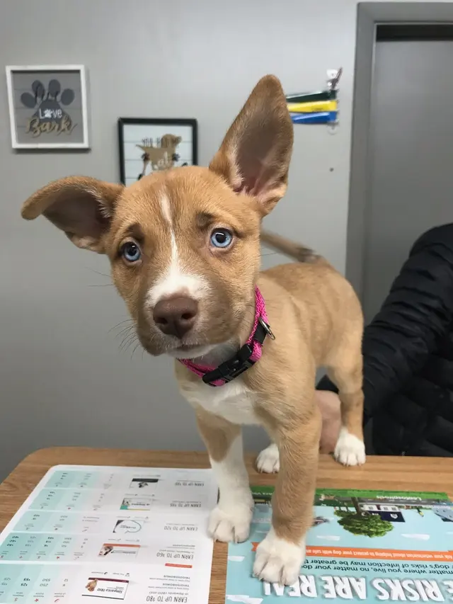 Kentown Animal Hospital — photo from the business 6