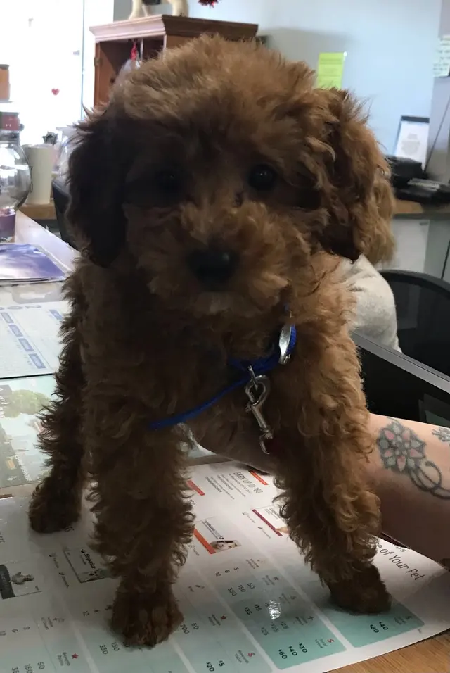 Kentown Animal Hospital — photo from the business 10