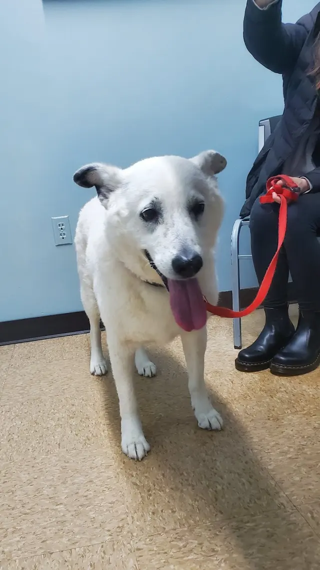 Kentown Animal Hospital — photo from the business 4