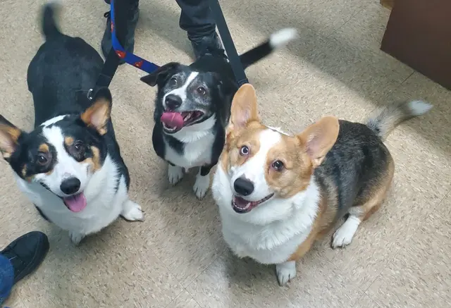 Kentown Animal Hospital — photo from the business 2
