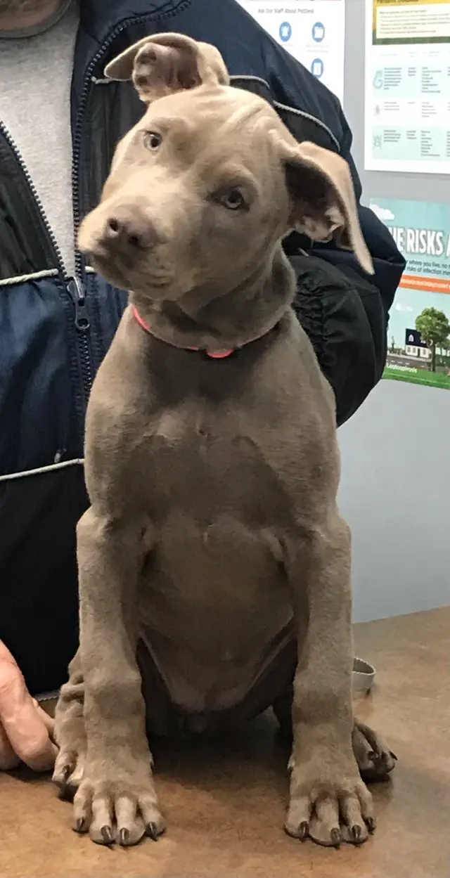 Kentown Animal Hospital — photo from the business 9