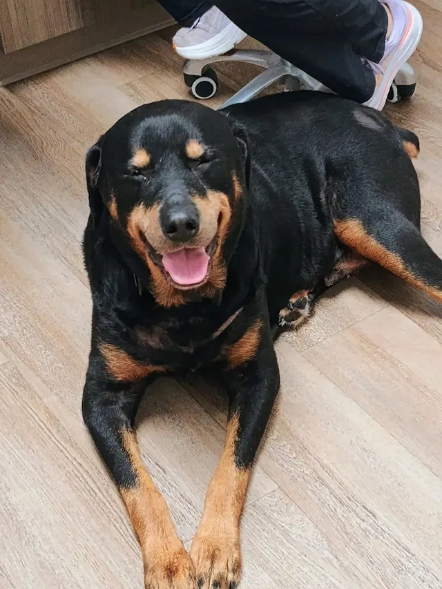 Kentown Animal Hospital — customer photo 11