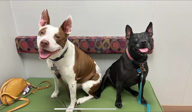 Bartels Pet Hospital — customer photo 2