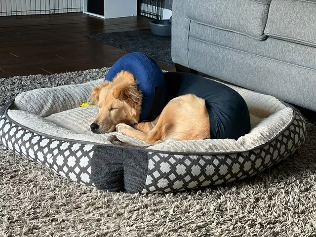 Bartels Pet Hospital — customer photo 8