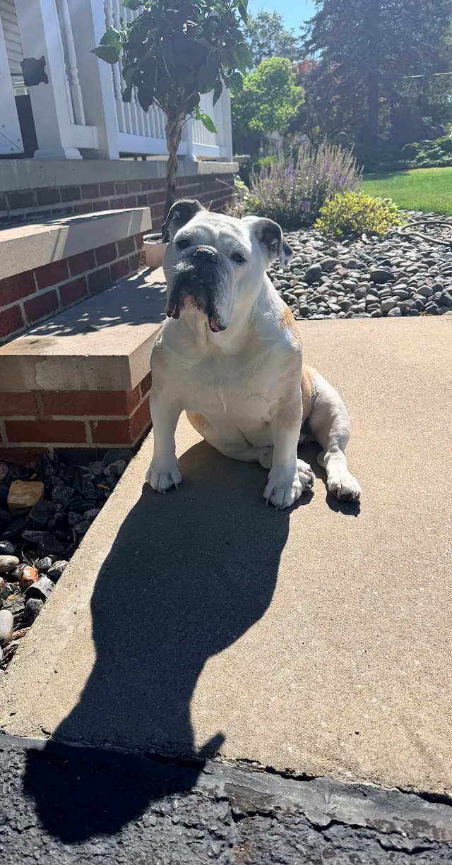 Bartels Pet Hospital — customer photo 11