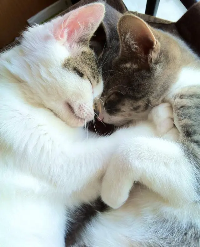 Bartels Pet Hospital — customer photo 12