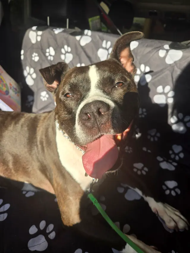 Bartels Pet Hospital — customer photo 10