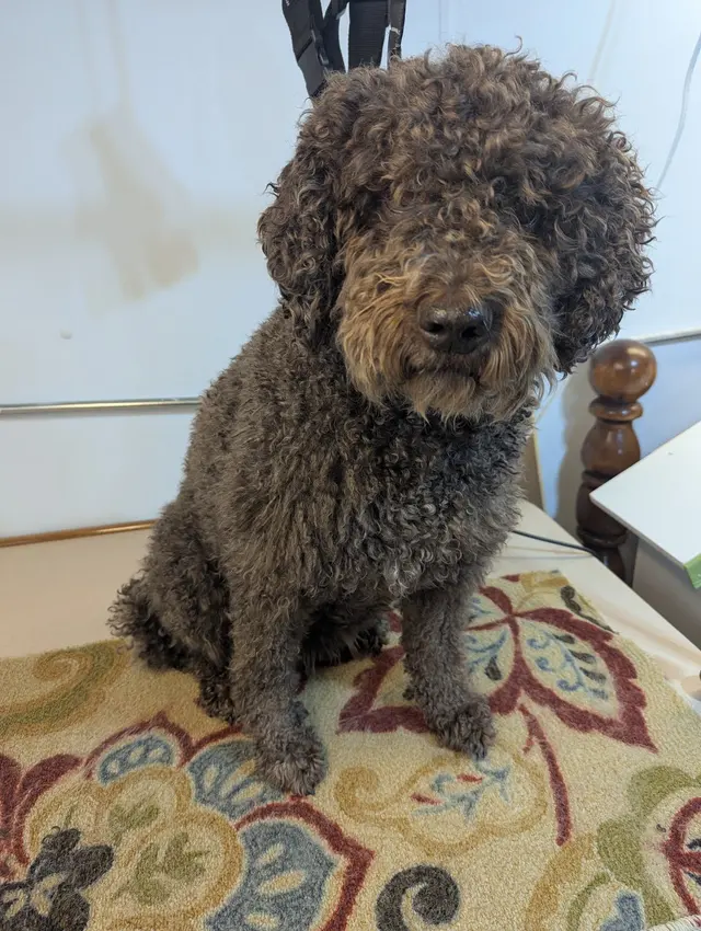 Bartels Pet Hospital — customer photo 3