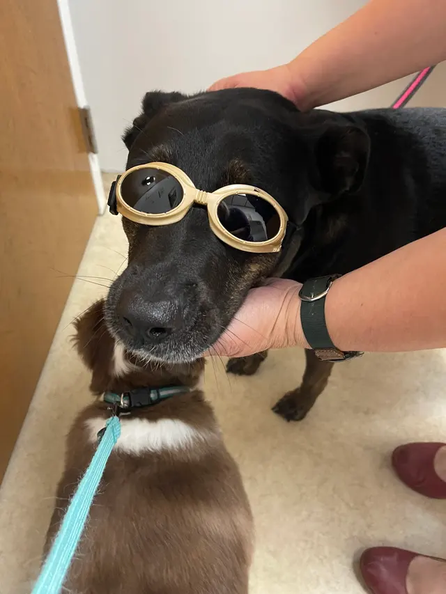 Apple Hill Animal Hospital — customer photo 2