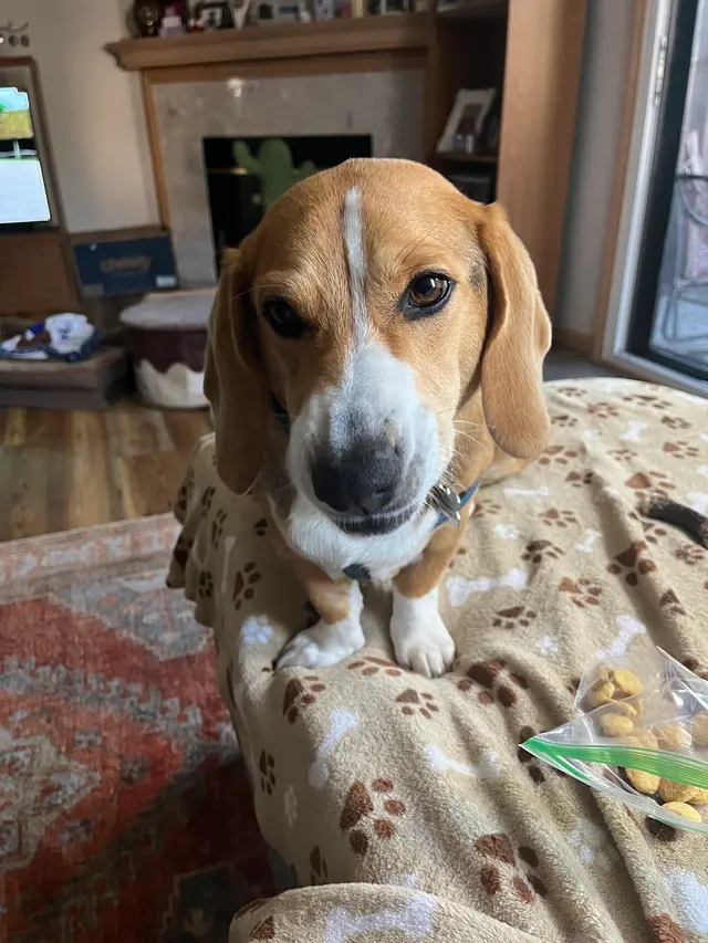 Apple Hill Animal Hospital — customer photo 5