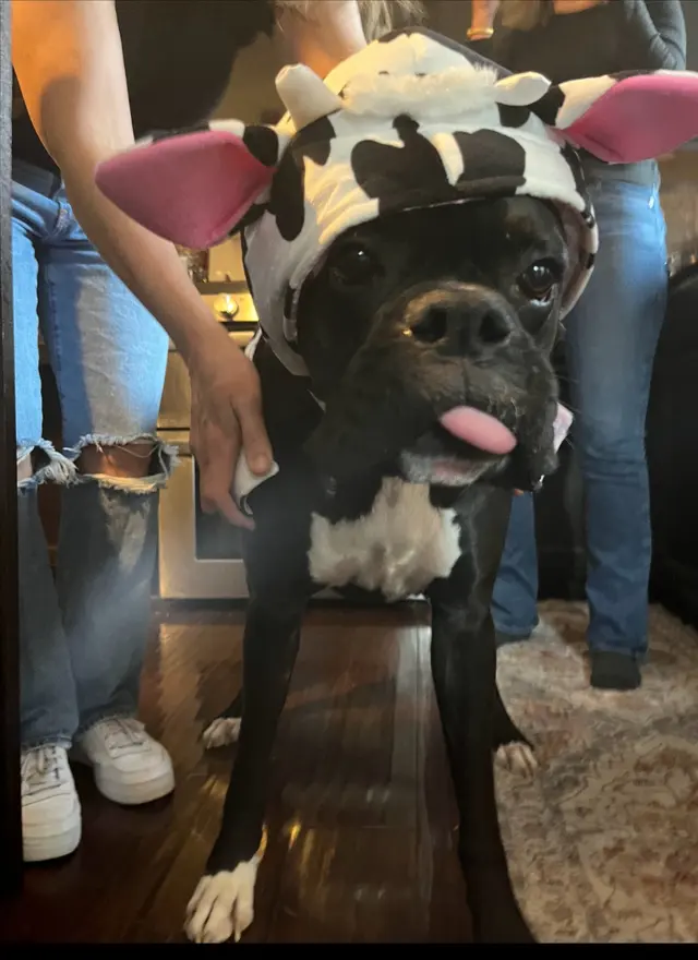 Apple Hill Animal Hospital — customer photo 6
