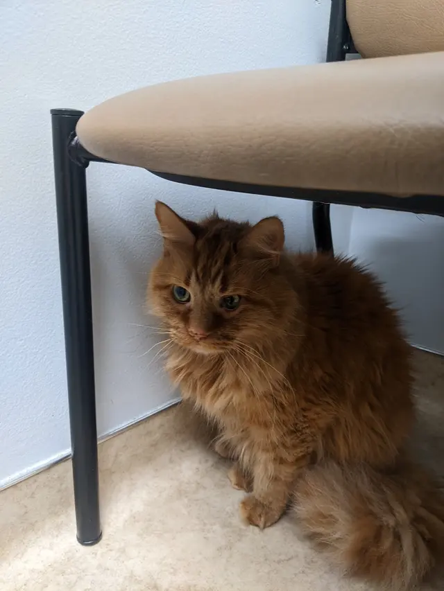Apple Hill Animal Hospital — customer photo 4