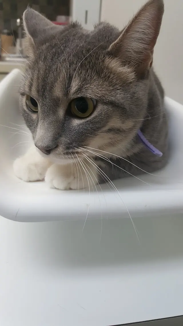 VCA Midpark Animal Hospital — customer photo 3