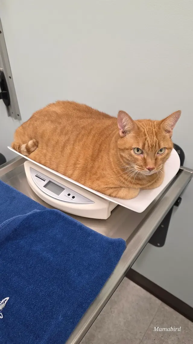 VCA Midpark Animal Hospital — customer photo 5