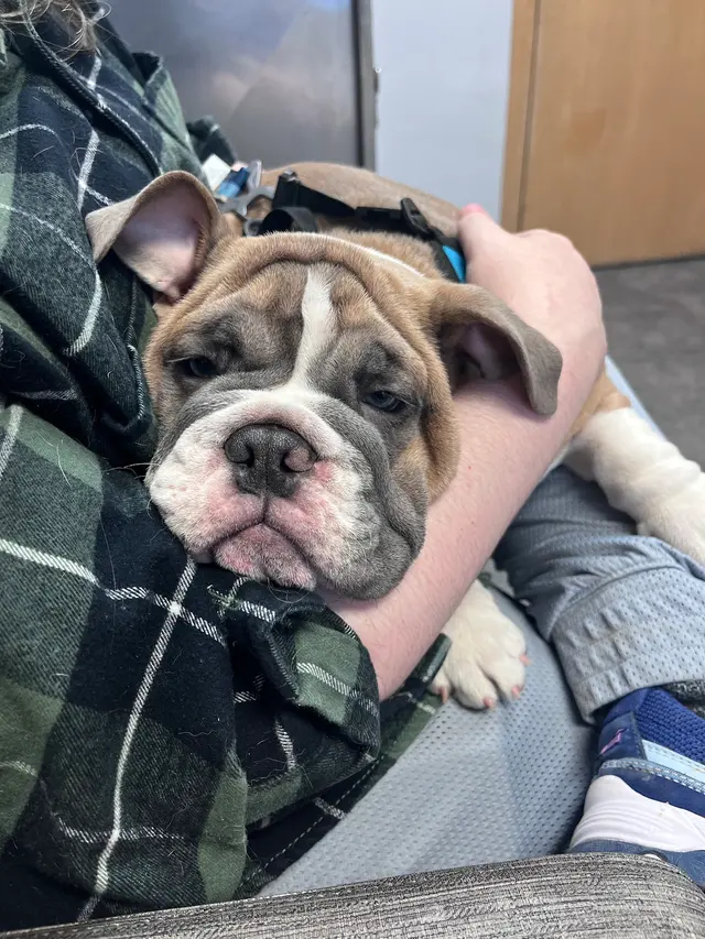 VCA Midpark Animal Hospital — customer photo 9
