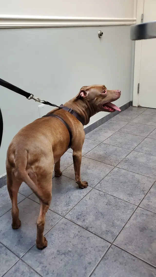 VCA Midpark Animal Hospital — customer photo 10