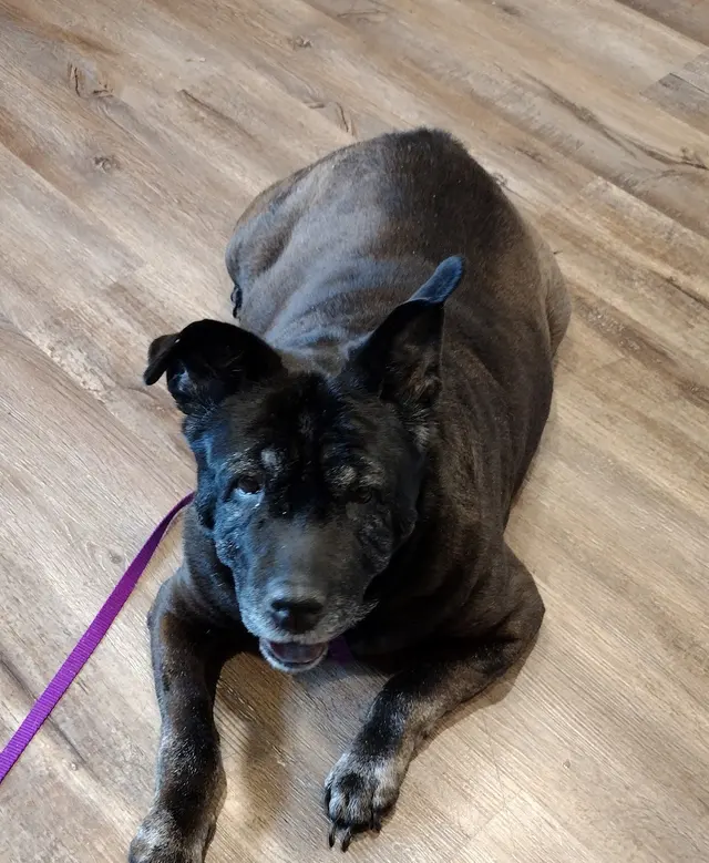 MetroPet Veterinary Clinic — customer photo 5