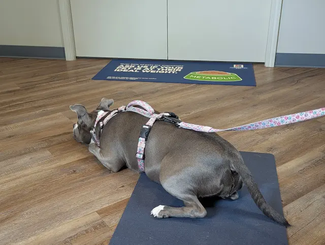 MetroPet Veterinary Clinic — customer photo 9
