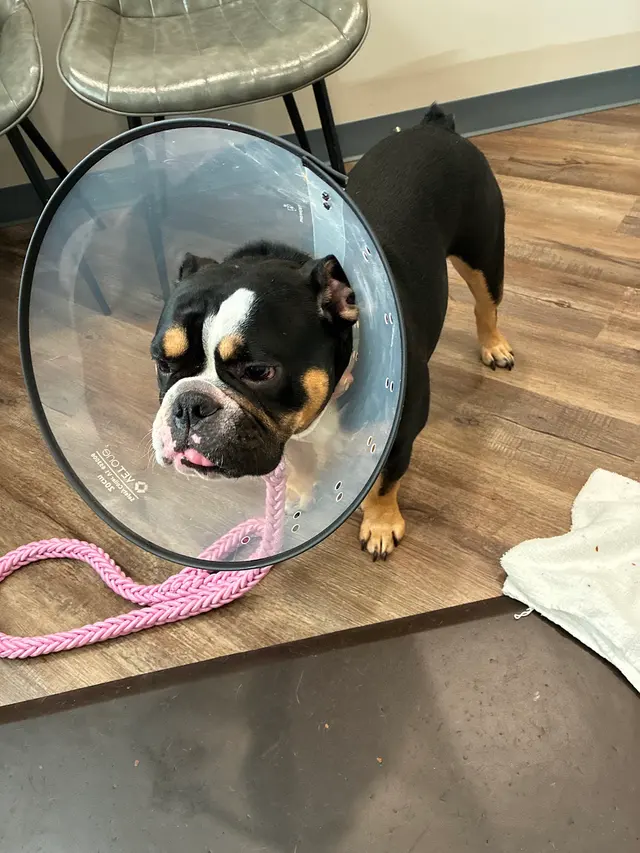 MetroPet Veterinary Clinic — customer photo 10