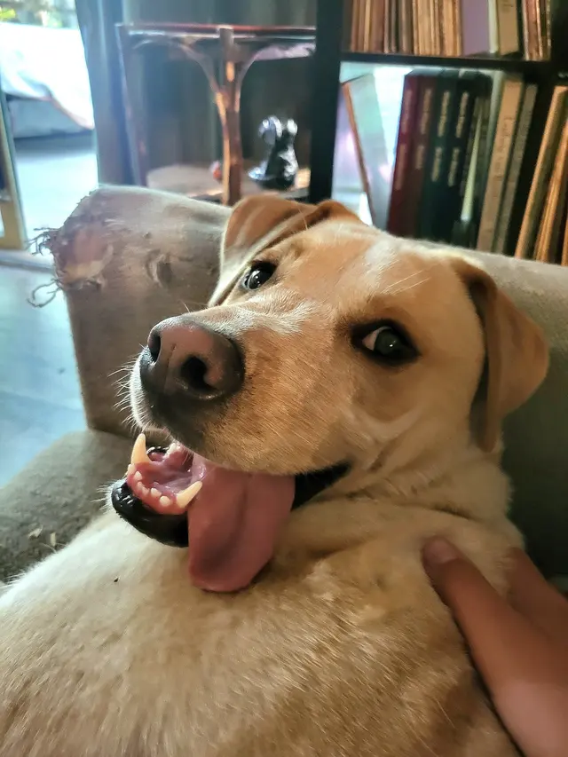 MetroPet Veterinary Clinic — customer photo 2